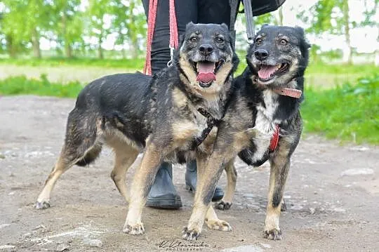 Megi i Pegi cudowne psie bliźniaczki, niekonflikto
