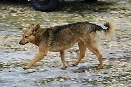 Neli, mały szakal do adopcji,  małopolskie Kraków