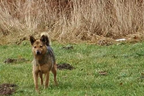 Neli, mały szakal do adopcji,  małopolskie Kraków