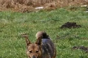 Neli, mały szakal do adopcji,  małopolskie Kraków