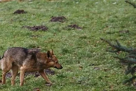 Neli, mały szakal do adopcji,  małopolskie Kraków