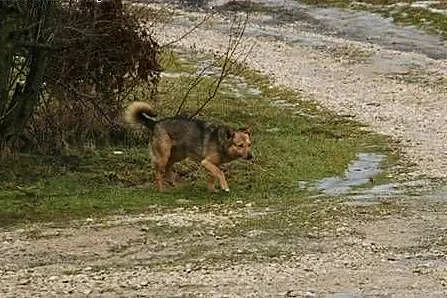 Neli, mały szakal do adopcji,  małopolskie Kraków