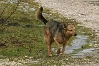 Neli, mały szakal do adopcji,  małopolskie Kraków