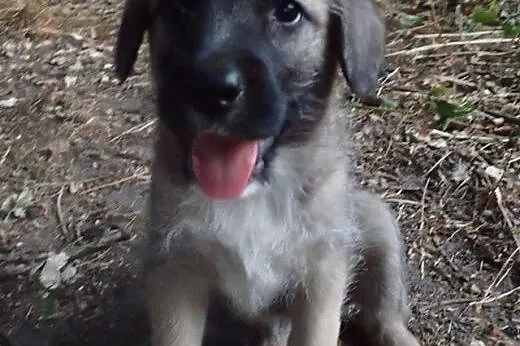Psiaki czekają na dom. Adoptuj chociaż jednego! , 