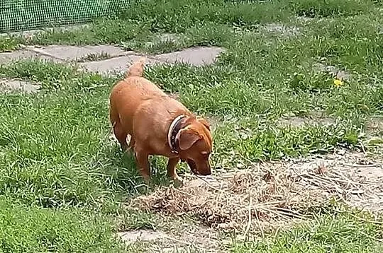 Tinka na swój domek czeka, czy znajdzie na wiosnę swojego człowieka ?, Mazowieckie, Warszawa