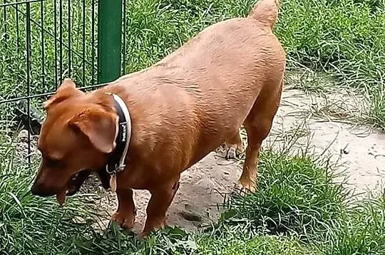 Tinka na swój domek czeka, czy znajdzie na wiosnę swojego człowieka ?, Mazowieckie, Warszawa