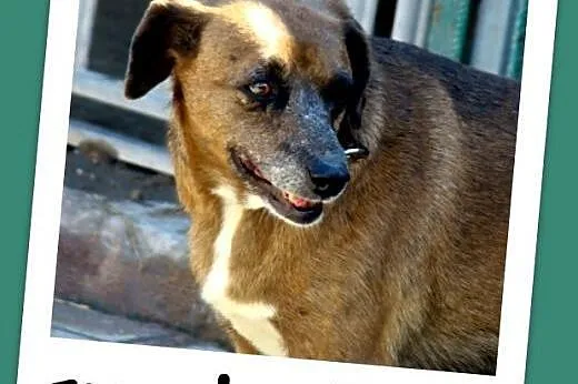 Czekoladowa, 5 letnia suczka MAŁPKA,przyjazna, łagodna.Adopcja,  dolnośląskie Wrocław