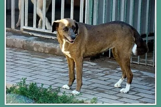Czekoladowa, 5 letnia suczka MAŁPKA,przyjazna, łag