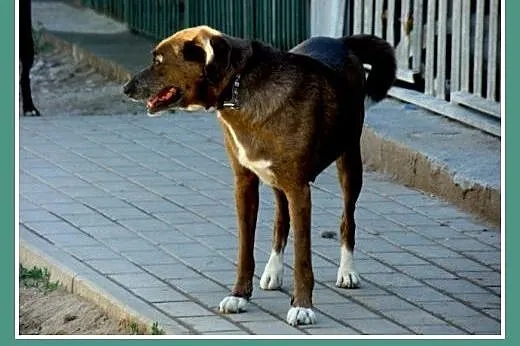 Czekoladowa, 5 letnia suczka MAŁPKA,przyjazna, łag