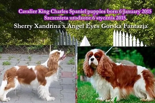 Cavalier King Charles Spaniel- rodowód FCI
