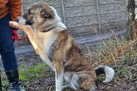 Asan - pięknie umaszczony młody psiak szuka kochaj