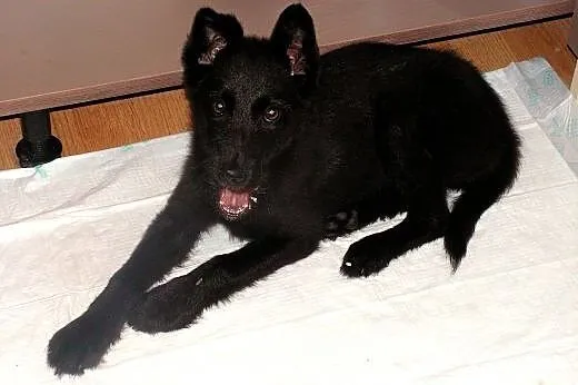 4 mies.sunia,grzeczna,adopcja.,  małopolskie Tarnó