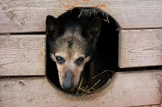 14letnia Trejsi gaśnie w schronisku