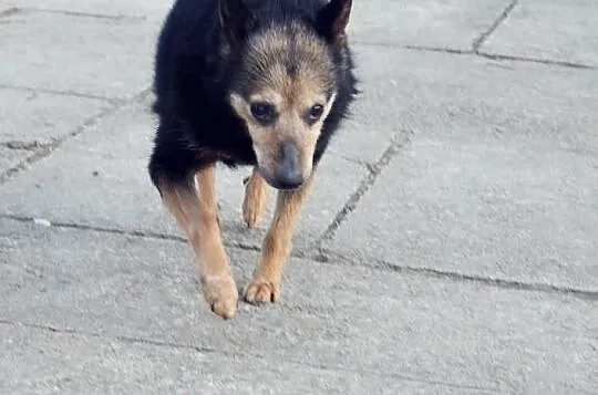 14letnia Trejsi gaśnie w schronisku