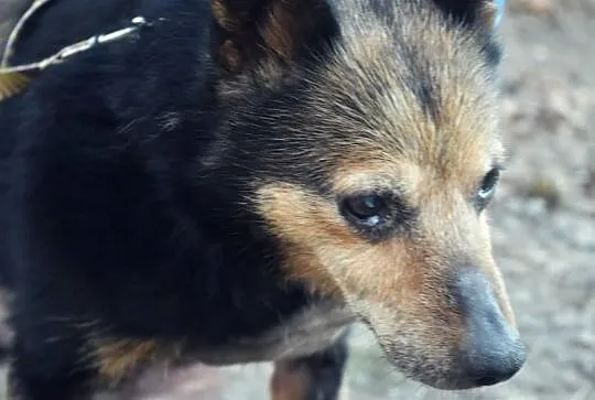 14letnia Trejsi gaśnie w schronisku