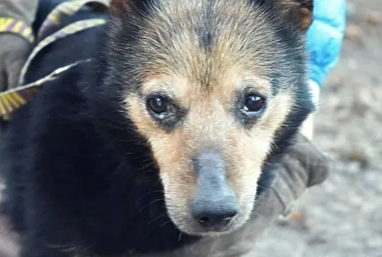 14letnia Trejsi gaśnie w schronisku