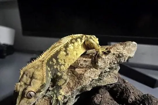 Gekon orzęsiony–Harlequin Yellow(37g frogbutt) CENA DO ROZSĄDNEJ NEGOCJACJI