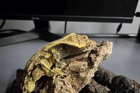 Gekon orzęsiony–Harlequin Yellow(37g frogbutt) CENA DO ROZSĄDNEJ NEGOCJACJI, Śląskie, Jaworzno