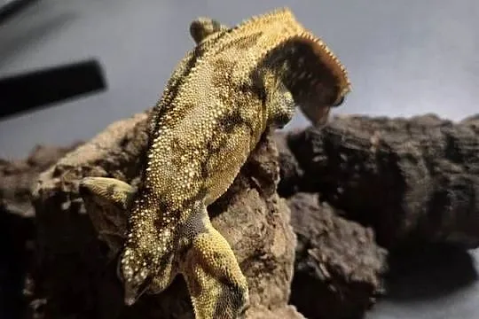 Gekon orzęsiony–Harlequin Yellow(37g frogbutt) CENA DO ROZSĄDNEJ NEGOCJACJI, Śląskie, Jaworzno