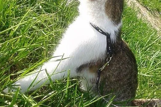 PILNIE POTRZEBNY DOM WYCHODZĄCY DLA KOTKI,  lubels