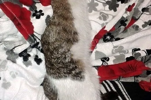 PILNIE POTRZEBNY DOM WYCHODZĄCY DLA KOTKI,  lubels