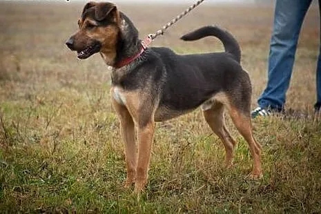 Kto pokocha Tymusia - psiaka w potrzebie? Czeka w 