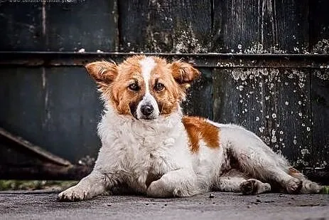 Honey - urocza młoda suczka do adopcji !,  śląskie