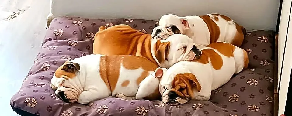 Buldog Angielski szczenięta, Lubelskie, Zamość