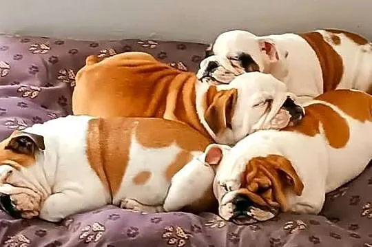 Buldog Angielski szczenięta, Lubelskie, Zamość