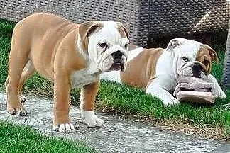 Buldog Angielski szczenięta, Lubelskie, Zamość