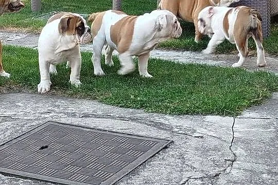Buldog Angielski szczenięta, Lubelskie, Zamość