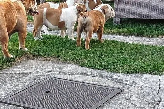 Buldog Angielski szczenięta, Lubelskie, Zamość
