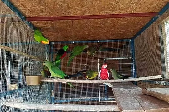 Papugi górskie bergi rozelle, barabandy