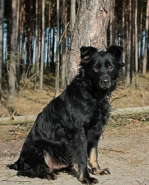 Niko czyli nikt...
