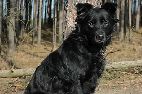 Niko czyli nikt...