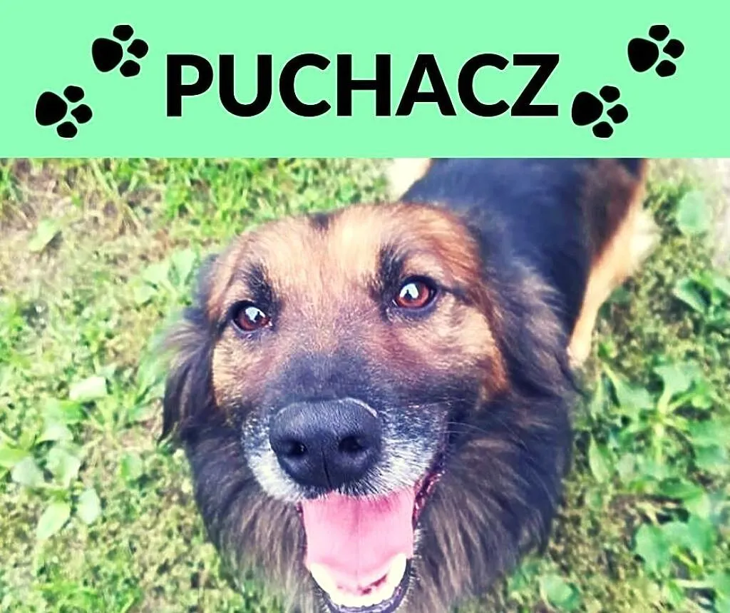 Puchacz-cudny puchatek na krótkich łapkach - idealny kaloryfer na zimowe wieczory, Śląskie, Katowice