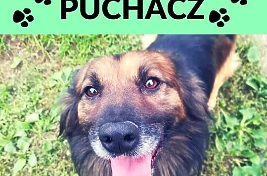 Puchacz-cudny puchatek na krótkich łapkach - idealny kaloryfer na zimowe wieczory, Śląskie, Katowice