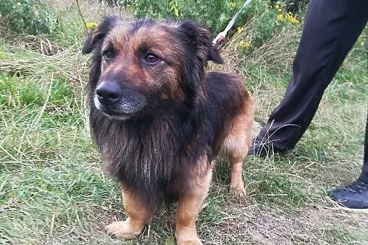 Puchacz-cudny puchatek na krótkich łapkach - idealny kaloryfer na zimowe wieczory, Śląskie, Katowice