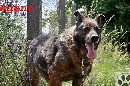 Agent pies, który kocha całym psim serduchem i bar