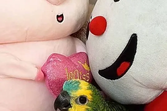 Amazonka niebieskoczelna do dalszego ręcznego karmienia