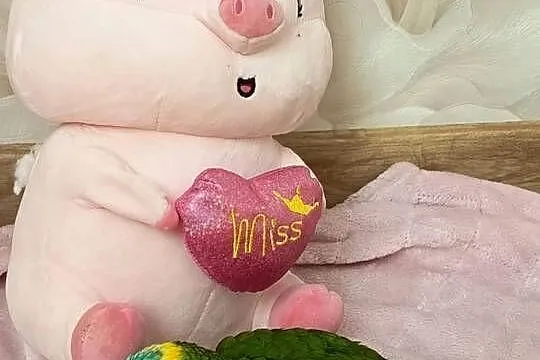 Amazonka niebieskoczelna do dalszego ręcznego karmienia, Śląskie, Rybnik