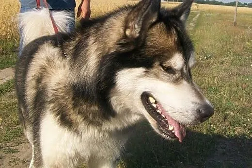 ZIBI - super pies w typie alaskan malamute szuka domu, podlaskie Białystok