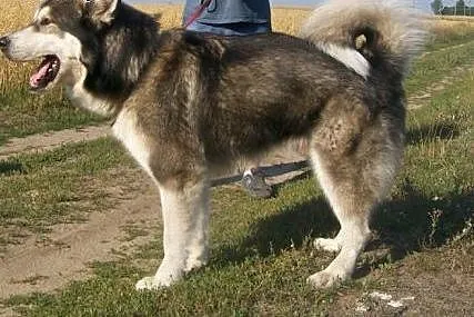 ZIBI - super pies w typie alaskan malamute szuka d