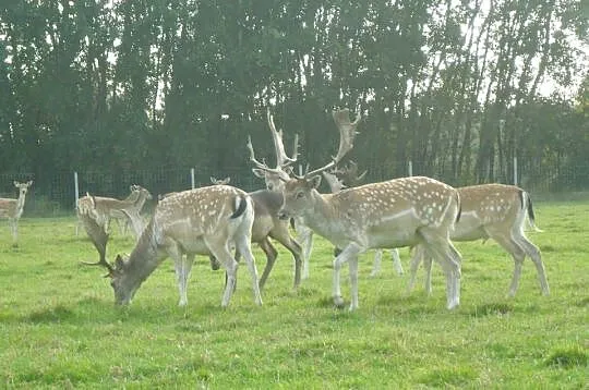 Daniele, Łanie, Byki, Byczki, Cielaki, Łopatacze, Lubelskie, Biała Podlaska
