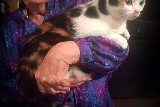 Piękna,młoda trikolorka,adopcja!!,  świętokrzyskie