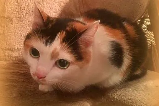 Piękna,młoda trikolorka,adopcja!!,  świętokrzyskie