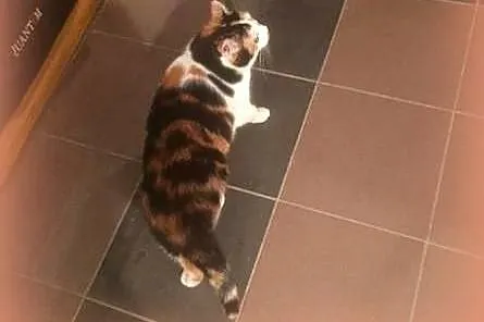 Piękna,młoda trikolorka,adopcja!!,  świętokrzyskie