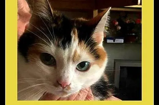 Piękna,młoda trikolorka,adopcja!!,  świętokrzyskie