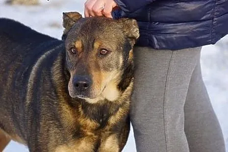 Portos, spokojny, lubiący inne psy, wpatrzony w cz