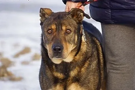 Portos, spokojny, lubiący inne psy, wpatrzony w cz